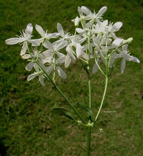 Inflorescence